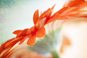 Moments of Beauty Photograph by Kim Fearheiley