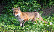 Momma Fox Photograph by Stacy Abbott