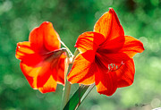 Moms Amaryllis Flower Photograph by Mike Covington