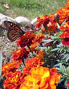 Monarch among the marigolds Photograph by Linda Feinberg