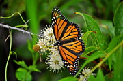 Monarch Butterfly  Photograph by Stacy Abbott