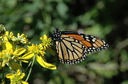 Monarch  Photograph by David Armstrong
