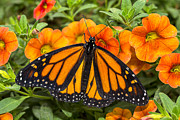 Monarch resting Photograph by Garry Gay