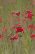 Monet Poppies Photograph by David Letts