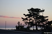 Montego's Last Pine Photograph by Robert Banach