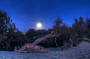 Moon Branch Photograph by Mathias 