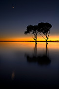 Moon over Mangrove Trees Photograph by Robert Charity Moon over Mangrove Trees Photograph by Robert Charity
