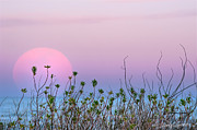 Moonrise over dunes Photograph by Stacey Sather