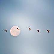 Morning Flight #geese #nature #arkansas Photograph by Scott Pellegrin