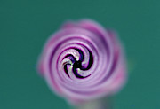 Morning Glory Flower Photograph by Perennou Nuridsany