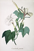 Morning Glory Photograph by Science Photo Library