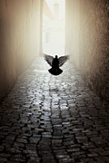 Morning impression with a dove Photograph by Jaroslaw Blaminsky Morning impression with a dove Photograph by Jaroslaw Blaminsky