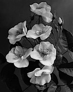 Moschata Alba Photograph by J. Horace McFarland