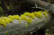 Moss Photograph by Sebastian Musial Moss Photograph by Sebastian Musial