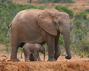 Mother and Calf Photograph by Bruce J Robinson