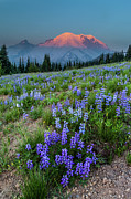 Mount Rainier Sunrise At Yakima Park Photograph by Bradwetli Photography