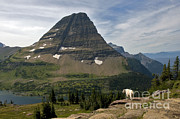 Mountain Goat, Montana Photograph by Mark Newman Mountain Goat, Montana Photograph by Mark Newman