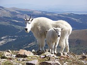 Mountain Goats - Quandary Peak Photograph by Aaron Spong