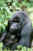 Mountain Gorilla And Infant Photograph by Science Photo Library