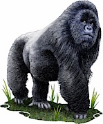 Mountain Gorilla Photograph by Roger Hall