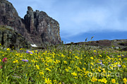Mountain Wildflowers, Montana Photograph by Mark Newman