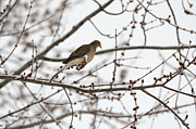 Mourning Dove In Tree With Snow Photograph by Holden The Moment Mourning Dove In Tree With Snow Photograph by Holden The Moment