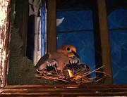 Mourning Dove With Chicks Digital Art by Flees Photos Mourning Dove With Chicks Digital Art by Flees Photos
