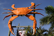 Mrs Apples Crab Shack Crab Photograph by Bradford Martin