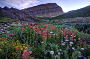 Mt. Timpanogos Wildflowers at Sunset Photograph by Gary Whitton