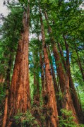 Muir Woods Redwood Trees 3 Photograph by Mel Ashar