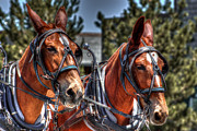 Mule Team Photograph by Carla E