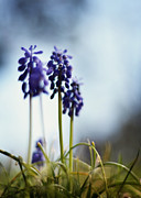 Muscari Photograph by Rebecca Sherman