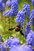Muscari Photograph by T. Kurachi