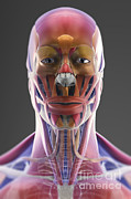 Muscle Of The Head And Neck Photograph by Science Picture Co Muscle Of The Head And Neck Photograph by Science Picture Co