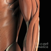 Muscles Of The Arm Photograph by Science Picture Co