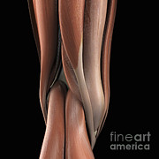 Muscles Of The Knee Rear Photograph by Science Picture Co