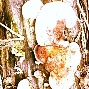Mushroom Fungii Photograph by Genevieve Esson