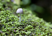 Mushroom Photograph by Steven Ralser