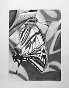 Butterfly Drawings for Sale