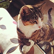 My Girl Chilling In The Sunshine 😎 Photograph by Christine Cherry
