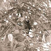 Myna on branch Photograph by SAURAVphoto Online Store