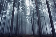Mysterious Foggy Forest. Photograph by David Charouz