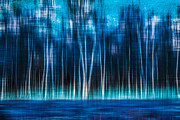 Mystic Forest Photograph by Hannes Cmarits