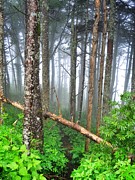 Mystic Photograph by Skip Hunt