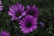 Mystical Purple Photograph by Penny Lisowski