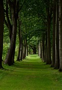 Narrow Tree Path Photograph by Scott Lyons Narrow Tree Path Photograph by Scott Lyons