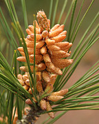 Nascent Pinecone Photograph by William Selander