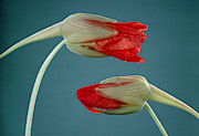 Nasturtium Buds Photograph by Perennou Nuridsany