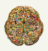 Natural History Brain Photograph by Science Photo Library