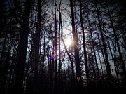 Nature Hike Photograph by Chris Montcalmo